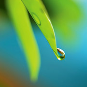 Drop of Dew on a Leaf