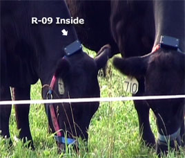 R-09 Mounting Box On Steer (Photo)
